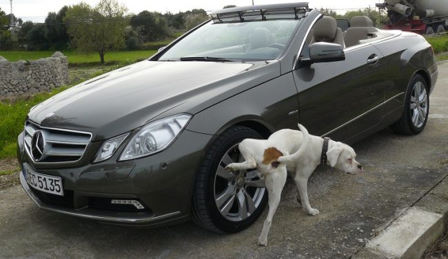 Cachorro-fazendo-xixi-na-roda